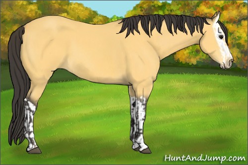 Horse Color:Buckskin and Buckskin Splash