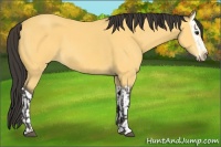 Horse Color:Buckskin  and Buckskin Splash 