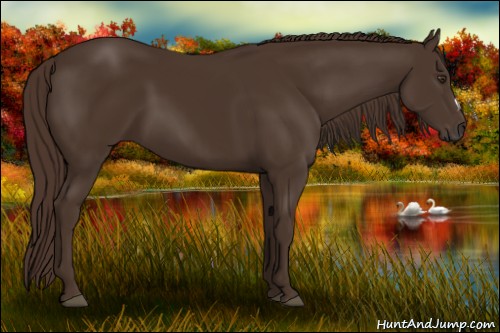 Horse Color:Liver Chestnut