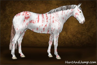 Horse Color:Amber Champagne Dun Appaloosa  and Sable Champagne Dun Appaloosa 