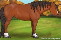 Horse Color:Bay Sabino