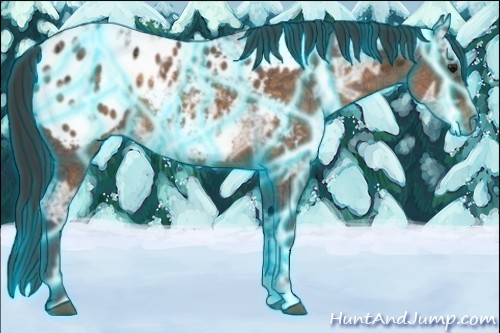 Horse Color:Thunderstruck Buckskin Ice Appaloosa 