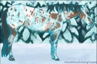 Horse Color:Thunderstruck Buckskin Ice Appaloosa 