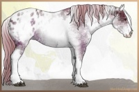 Horse Color:Watercolor White Spotted Liver Chestnut Ice Sabino Blanket 