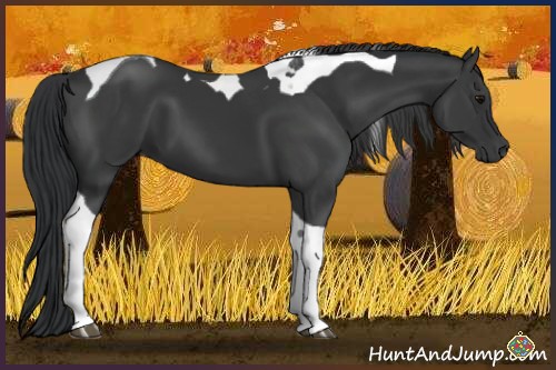 Horse Color:Black Tobiano 