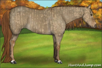 Horse Color:Red Dun and Gray Red Dun
