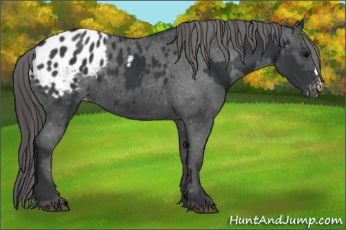Horse Color:Black Blanket  and Black Blanket 