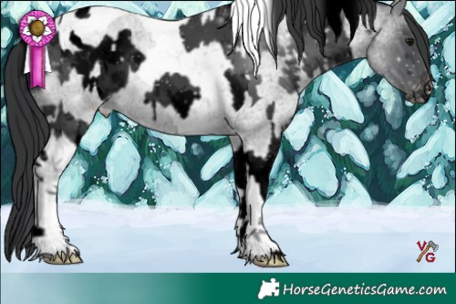 Horse Color:Void Black Tobiano Appaloosa  and Blue Roan Tobiano Appaloosa 