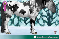 Horse Color:Void Black Tobiano Appaloosa and Blue Roan Tobiano Appaloosa