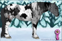 Horse Color:Void Black Tobiano Appaloosa  and Blue Roan Tobiano Appaloosa 