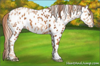 Horse Color:Gold Champagne Near Leopard  and Gray Gold Champagne Near Leopard 