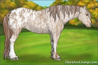 Horse Color:Red Dun Appaloosa  and Red Dun Appaloosa Rabicano 