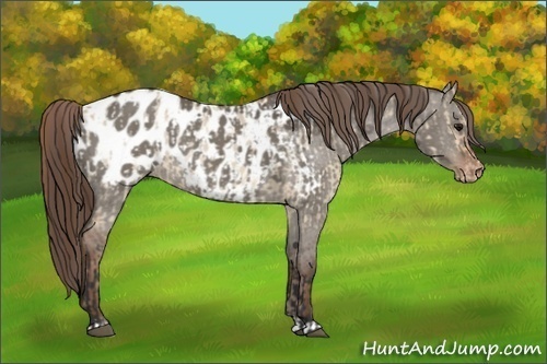 Horse Color:Bay Dun Near Leopard  and Liver Red Dun Near Leopard 