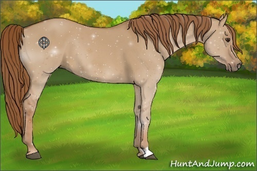 Horse Color:Red Dun