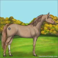 Horse Color:Red Dun