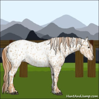 Horse Color:Red Dun Appaloosa  and Red Dun Appaloosa 
