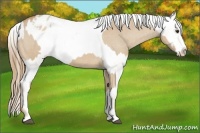Horse Color:Red Dun Varnish  and Red Dun Frame Varnish 