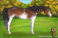 Horse Color:White Spotted Brown Varnish