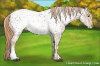 Horse Color:Red Dun Near Leopard  and Red Dun Near Fewspot 