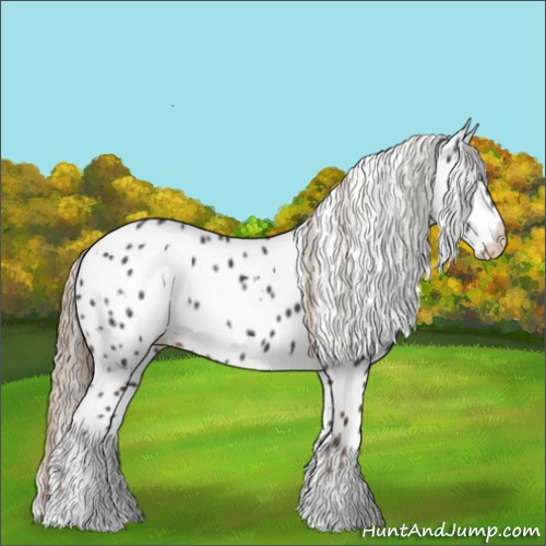 Horse Color:White Spotted Liver Chestnut Appaloosa 
