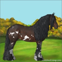 Horse Color:White Spotted Brown 