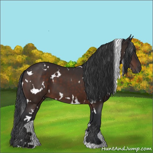 Horse Color:White Spotted Brown