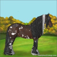 Horse Color:White Spotted Brown 