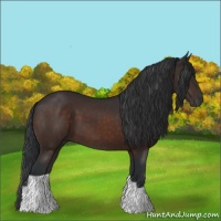 Horse Color:Brown 