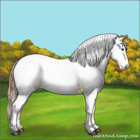 Horse Color:Red Dun Blanket and Red Dun Blanket