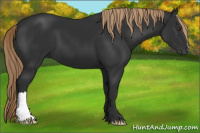 Horse Color:Gray Liver Chestnut 