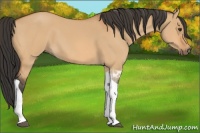 Horse Color:Bay Dun Tobiano 