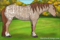 Horse Color:Red Dun Appaloosa and Red Dun