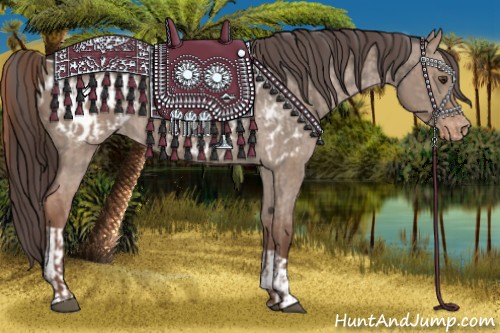 Horse Color:Liver Red Dun Appaloosa and Liver Red Dun Appaloosa