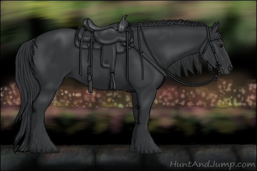 Horse Color:Black 