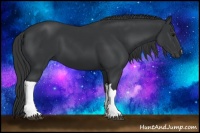 Horse Color:Black 