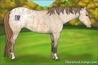Horse Color:Red Dun Appaloosa  and Bay Dun Appaloosa 