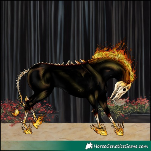 Horse Color:Void White Spotted Red Dun Appaloosa  and Void Red Dun Appaloosa 