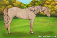 Horse Color:Red Roan 