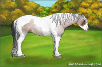 Horse Color:Brown Sabino Tobiano 