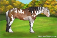 Horse Color:White Spotted Buckskin Sabino Rabicano