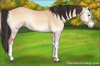 Horse Color:Bay Onyx Sabino
