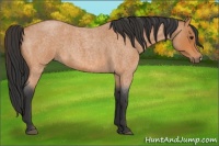 Horse Color:Bay Roan 