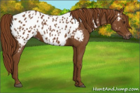 Horse Color:Gray Chestnut Near Leopard 