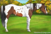 Horse Color:Bay Tobiano 