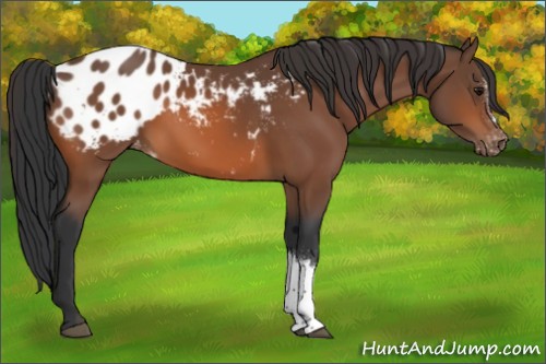 Horse Color:Bay Appaloosa 