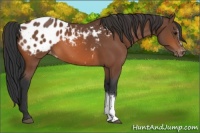 Horse Color:Bay Appaloosa 