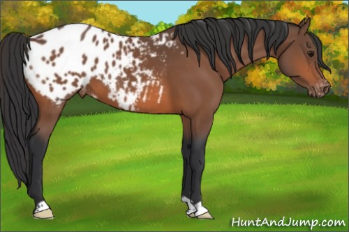 Horse Color:Bay Appaloosa 