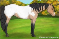 Horse Color:Bay Roan Appaloosa 