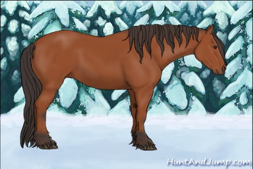 Horse Color:Brown 