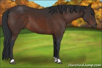 Horse Color:Brown 